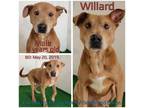 Adopt Willard a Tan/Yellow/Fawn Mixed Breed (Medium) / Mixed dog in Boaz