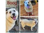 Adopt Boog a White - with Tan, Yellow or Fawn Mixed Breed (Large) / Mixed dog in