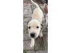 Adopt Honey Bear a Tan/Yellow/Fawn Pit Bull Terrier / Mixed dog in Woodbridge