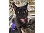 Adopt Licorice a All Black Domestic Shorthair (short coat) cat in Katy