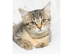 Adopt Honora a Brown or Chocolate Domestic Shorthair / Domestic Shorthair /