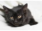 Adopt Seraphina a All Black Domestic Shorthair / Domestic Shorthair / Mixed cat