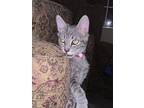 Adopt Nebula a Gray, Blue or Silver Tabby Domestic Shorthair (short coat) cat in