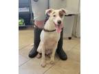 Adopt Dewey a White - with Red, Golden, Orange or Chestnut Pit Bull Terrier /