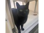 Adopt Munch a All Black Domestic Shorthair / Mixed cat in Harrisonburg