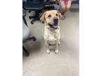 Adopt JACK a Tan/Yellow/Fawn Labrador Retriever / Mixed dog in Fort Worth