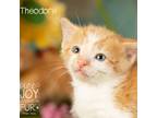 Adopt Theodore a Orange or Red Domestic Shorthair / Mixed cat in Springfield