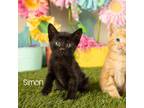 Adopt Simon a All Black Domestic Shorthair / Mixed cat in Springfield