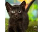 Adopt Della a All Black Domestic Shorthair / Mixed cat in Springfield