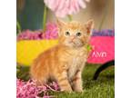 Adopt Alvin a Orange or Red Domestic Shorthair / Mixed cat in Springfield