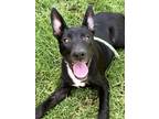 Adopt BAMBI a Black - with White Shepherd (Unknown Type) / American