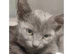 Adopt a Gray or Blue Domestic Shorthair / Mixed (short coat) cat in Redding