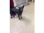 Adopt Bo a Black Labrador Retriever / Mixed dog in Fort Worth, TX (32882895)