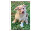 Adopt ESMERELDA a Red/Golden/Orange/Chestnut - with White Terrier (Unknown Type