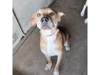 Adopt Viola a Brown/Chocolate Pit Bull Terrier / Mixed dog in Edinburg