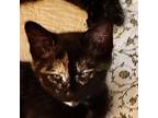Adopt Esperanza a Tortoiseshell Domestic Shorthair / Mixed cat in Los Angeles