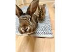 Adopt Bolero & Honey Bee a Agouti Other/Unknown / Mixed (short coat) rabbit in