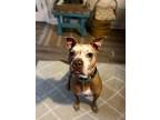 Adopt Bear a Tan/Yellow/Fawn - with White Pit Bull Terrier / Mixed dog in