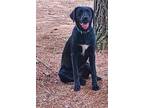 Adopt raven a Black - with White Labrador Retriever / Mixed Breed (Medium) /