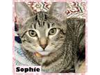 Adopt Sophie a Brown or Chocolate Domestic Shorthair / Domestic Shorthair /