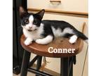 Adopt Conner a Black & White or Tuxedo Domestic Shorthair (short coat) cat in