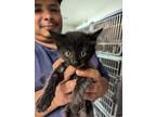 Adopt 53893333 a All Black Domestic Shorthair / Domestic Shorthair / Mixed cat