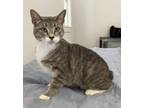 Adopt Cassie a Gray, Blue or Silver Tabby American Bobtail (short coat) cat in