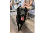Adopt Sadie a Black Mixed Breed (Medium) / Mixed dog in Covington, LA (38857826)