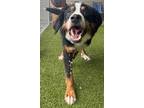 Adopt Snickers a Black Bernese Mountain Dog / Mixed dog in Clearfield