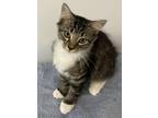 Adopt Cash a Brown Tabby Domestic Mediumhair (medium coat) cat in Southern