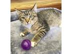 Adopt Rheana a Brown Tabby Domestic Shorthair (short coat) cat in Southern