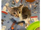 Adopt Salma a Gray, Blue or Silver Tabby Tabby (short coat) cat in Southern