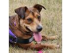 Adopt Pip a Brown/Chocolate Beagle / Dachshund / Mixed dog in St Paul