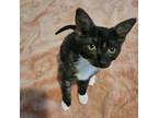 Adopt Rocky Road a White Domestic Shorthair / Mixed cat in St Paul