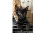 Adopt Cobalt a All Black Domestic Shorthair (short coat) cat in Lizella