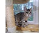 Adopt Sasha a Tan or Fawn Tabby Tabby (short coat) cat in Southern Pines