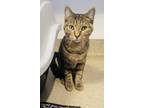 Adopt Elm a Brown or Chocolate Domestic Shorthair / Domestic Shorthair / Mixed