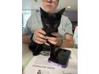 Adopt EVEREST a All Black Domestic Shorthair / Domestic Shorthair / Mixed cat in