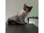 Adopt Dom Toretto a White Domestic Shorthair / Mixed cat in Los Angeles