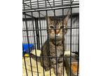 Adopt King Charles a Gray, Blue or Silver Tabby Domestic Shorthair cat in