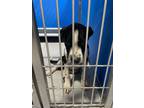 Adopt Austin a Black Mixed Breed (Medium) dog in Whiteville, NC (38857094)