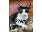 Adopt Peppi a Black & White or Tuxedo Domestic Shorthair (short coat) cat in