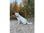 Adopt Shinju a White Husky / Mixed dog in Pocatello, ID (38857085)