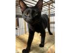 Adopt Titon a All Black Domestic Shorthair (short coat) cat in Lizella