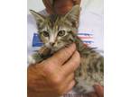 Adopt Leela a Calico or Dilute Calico American Bobtail (short coat) cat in