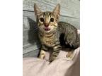 Adopt Mary Sanderson a Brown or Chocolate Domestic Shorthair / Domestic