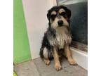 Adopt Frank a Tricolor (Tan/Brown & Black & White) Schnauzer (Standard) / Mixed