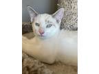 Adopt Pugsley a Domestic Shorthair cat in Twin Falls, ID (38856781)