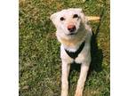 Adopt anika a White German Shepherd Dog / Mixed dog in Marion, IN (38856768)