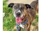 Adopt Jolie a Brindle - with White American Pit Bull Terrier / Mixed dog in